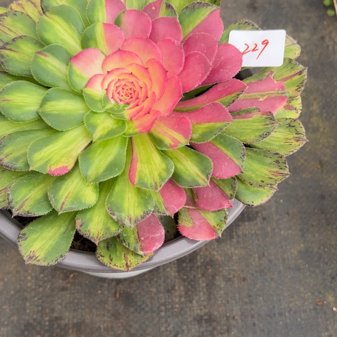 229知否多肉嘻嘻嘻