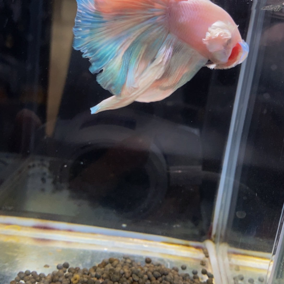 淡***剩斗鱼431巨斗11111