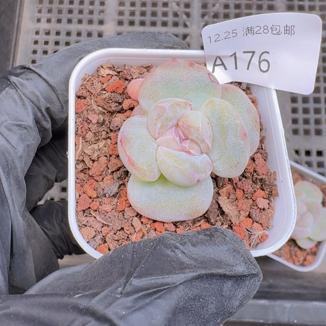 冰玉一颗石化带盆带土