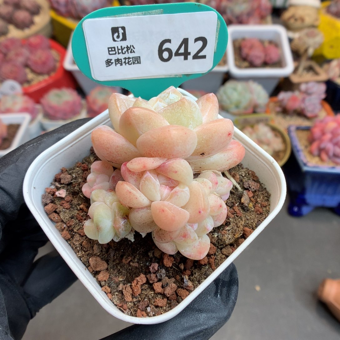 泡**.642 冰玉多肉多肉