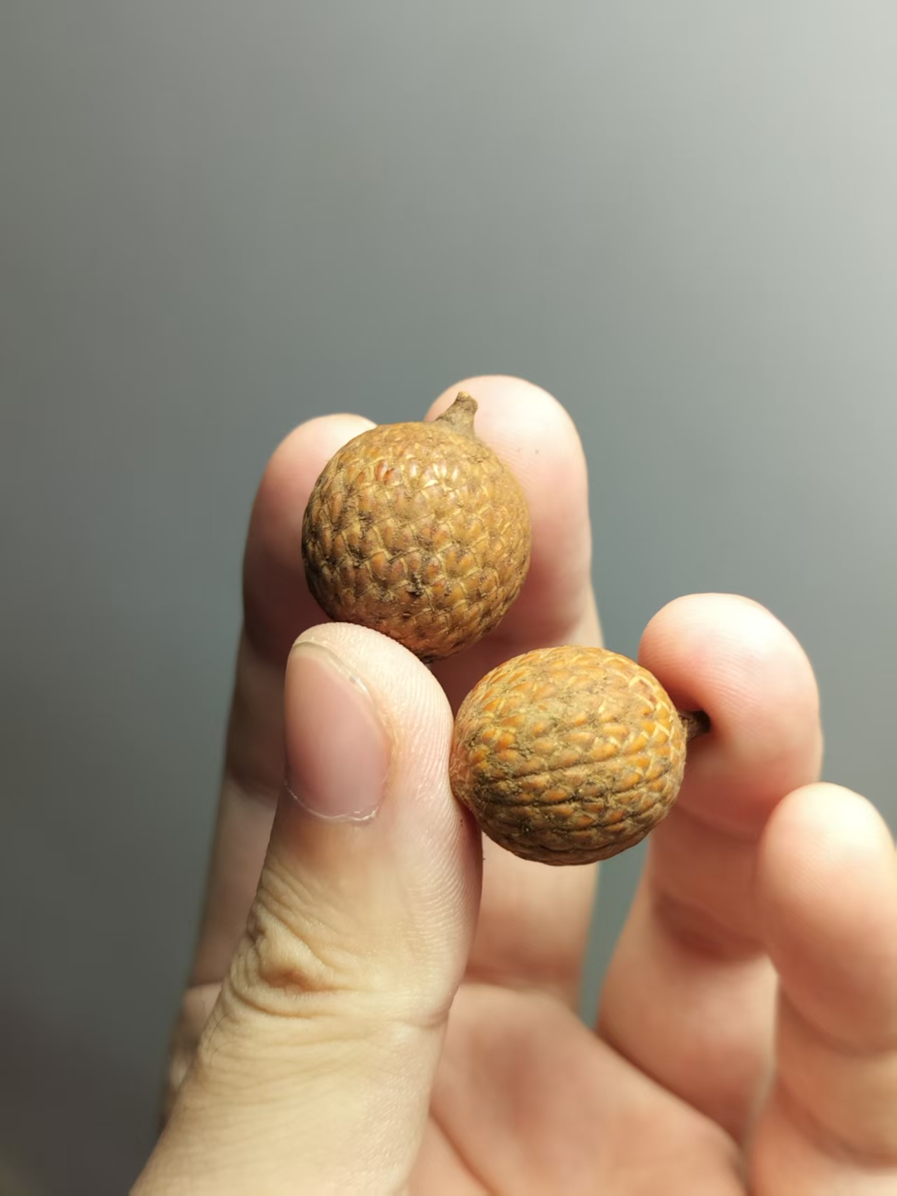 1 海南原生态星月菩提 直播改价