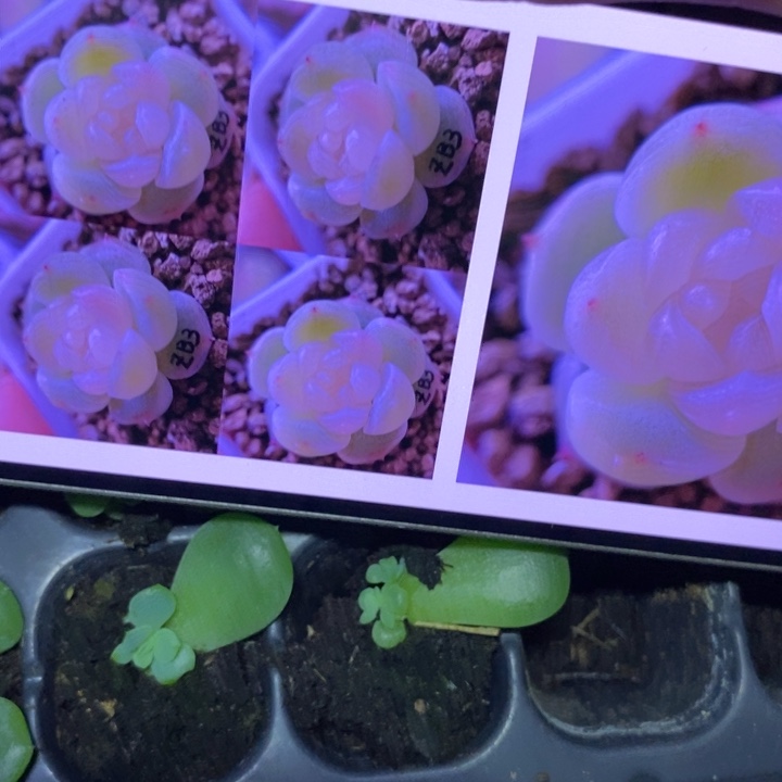 清洛芽苗一个多肉