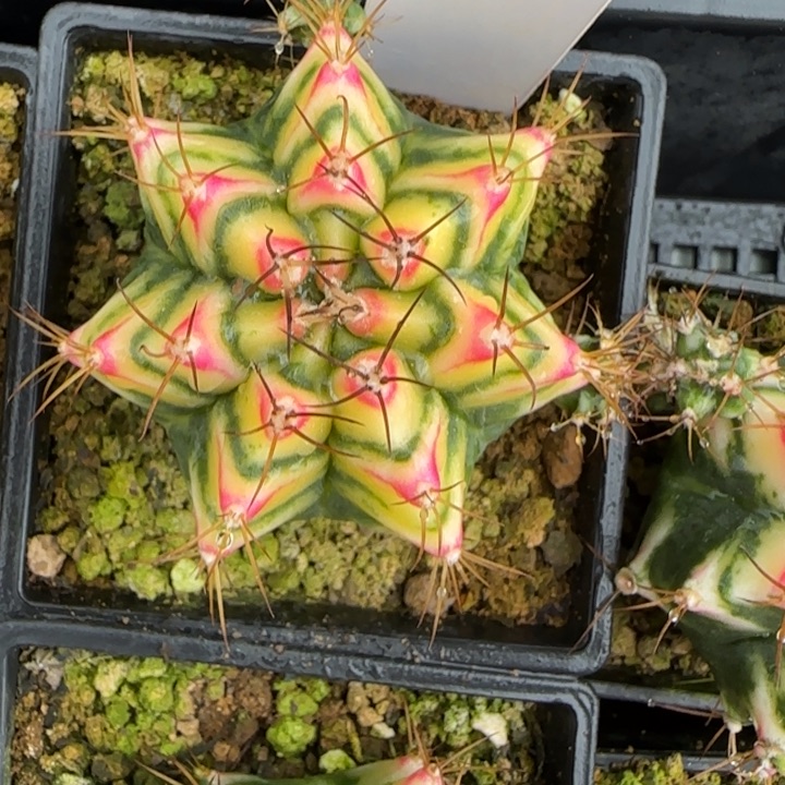 81-0207花田脱土发多肉