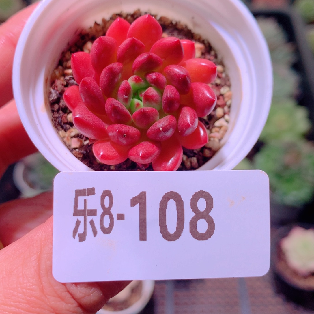 乐然8-108 红宝石 
