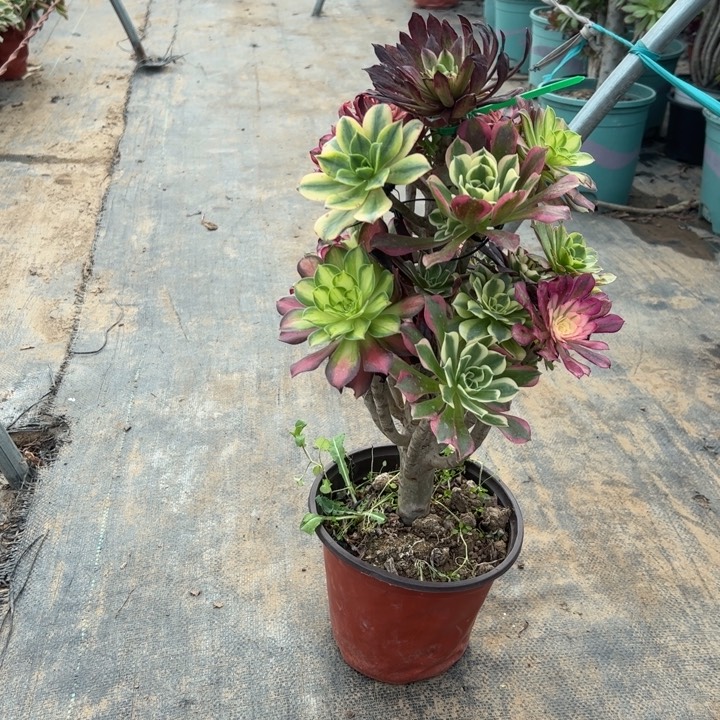 21嫁接多肉多肉多肉