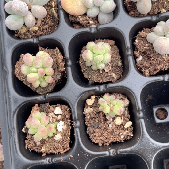 萤火虫群满18包邮随机发