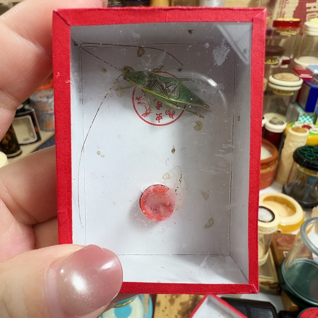美***元绿金钟一个一个一个