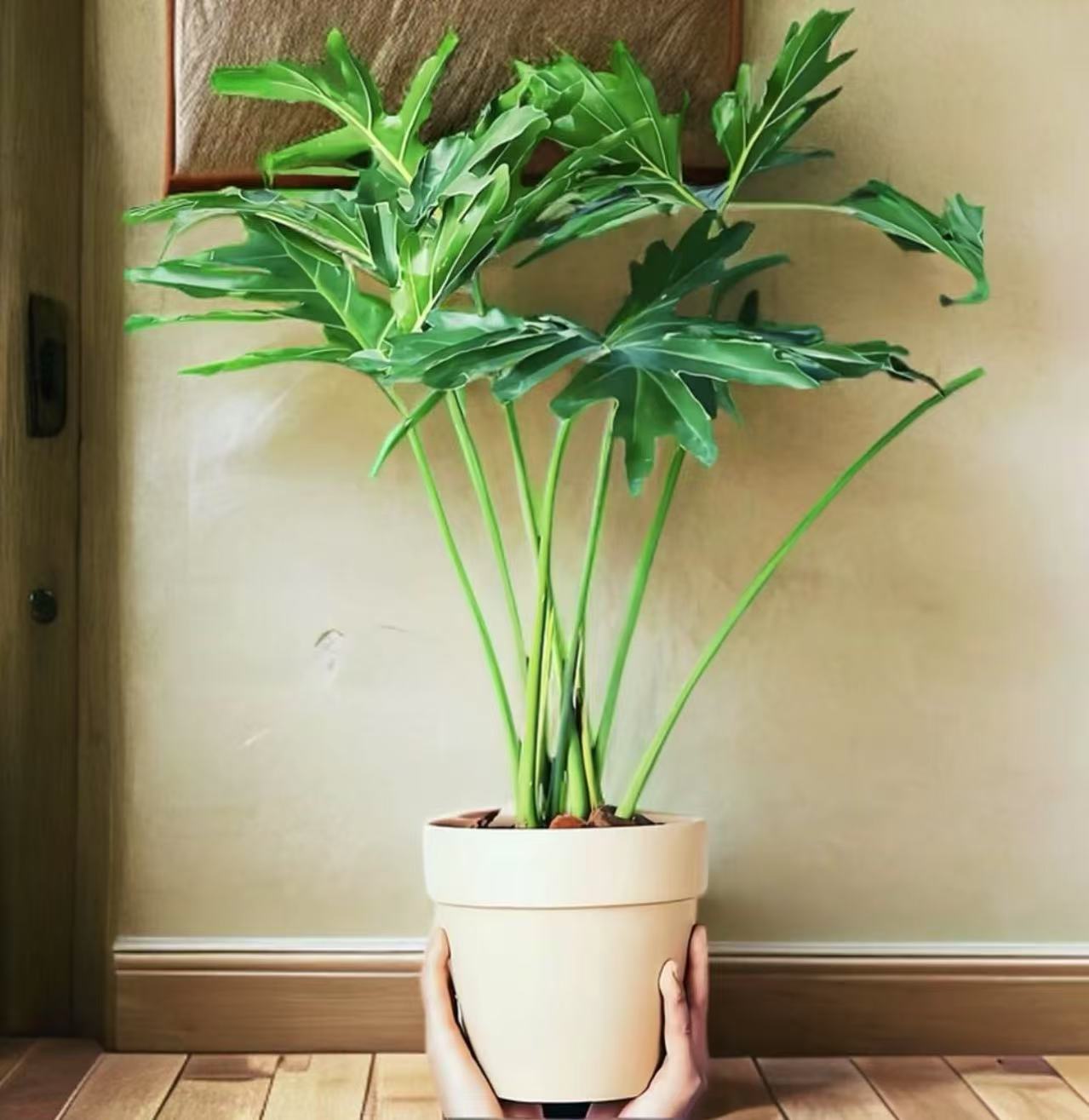 室内龙鳞春羽老桩小盆栽四季常青超强吸甲醛让室内焕然一新