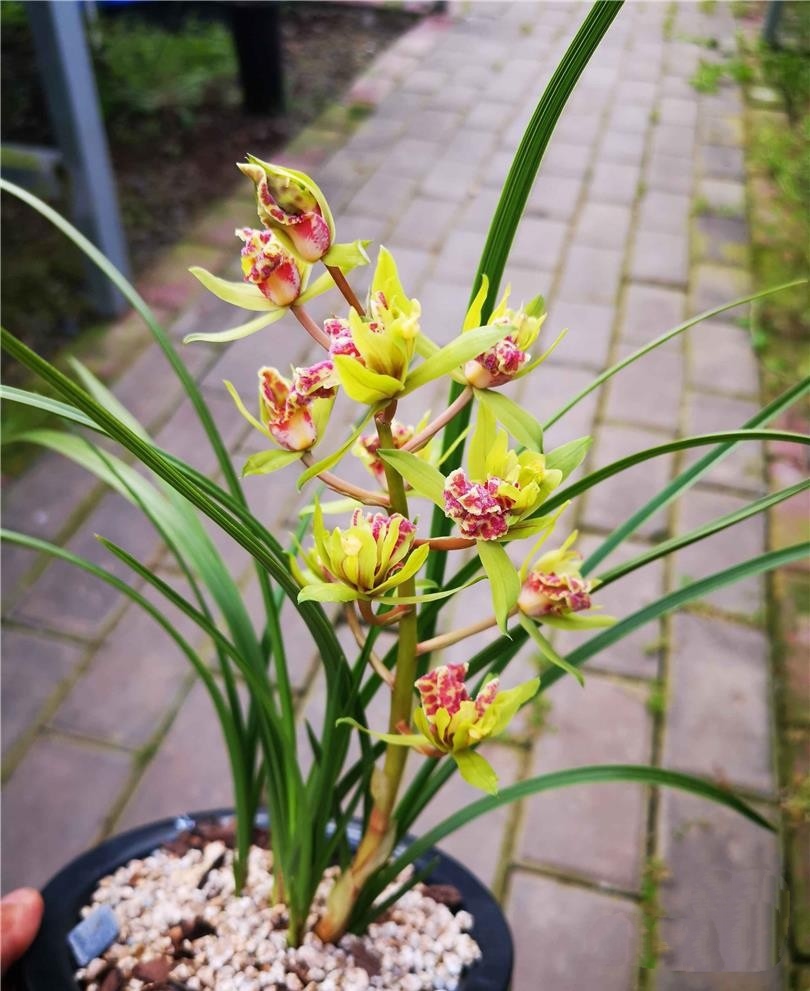 蕙兰天骄牡丹名贵兰花苗带花苞浓香室内办公阳台庭院绿植盆栽花卉