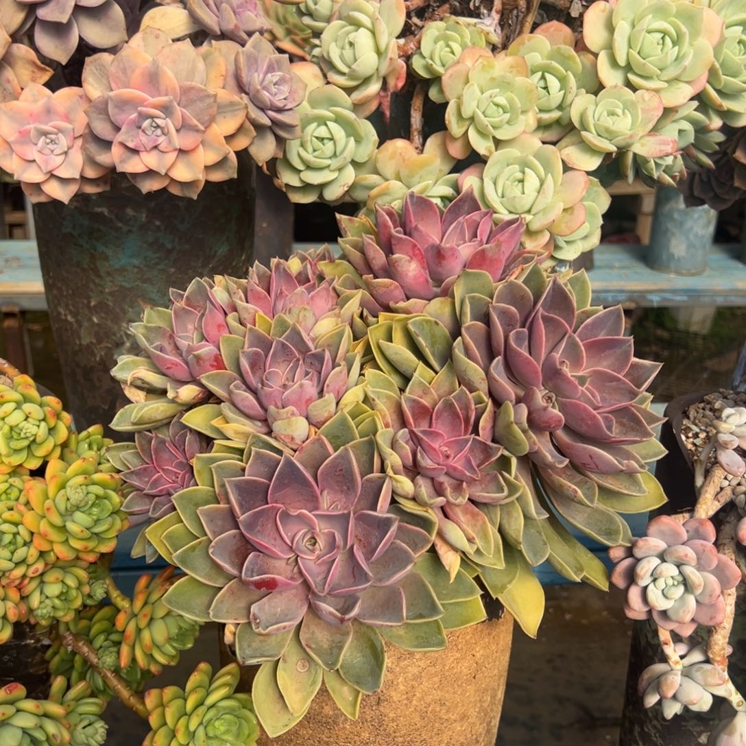 露养老桩脱土裸根紫气东来