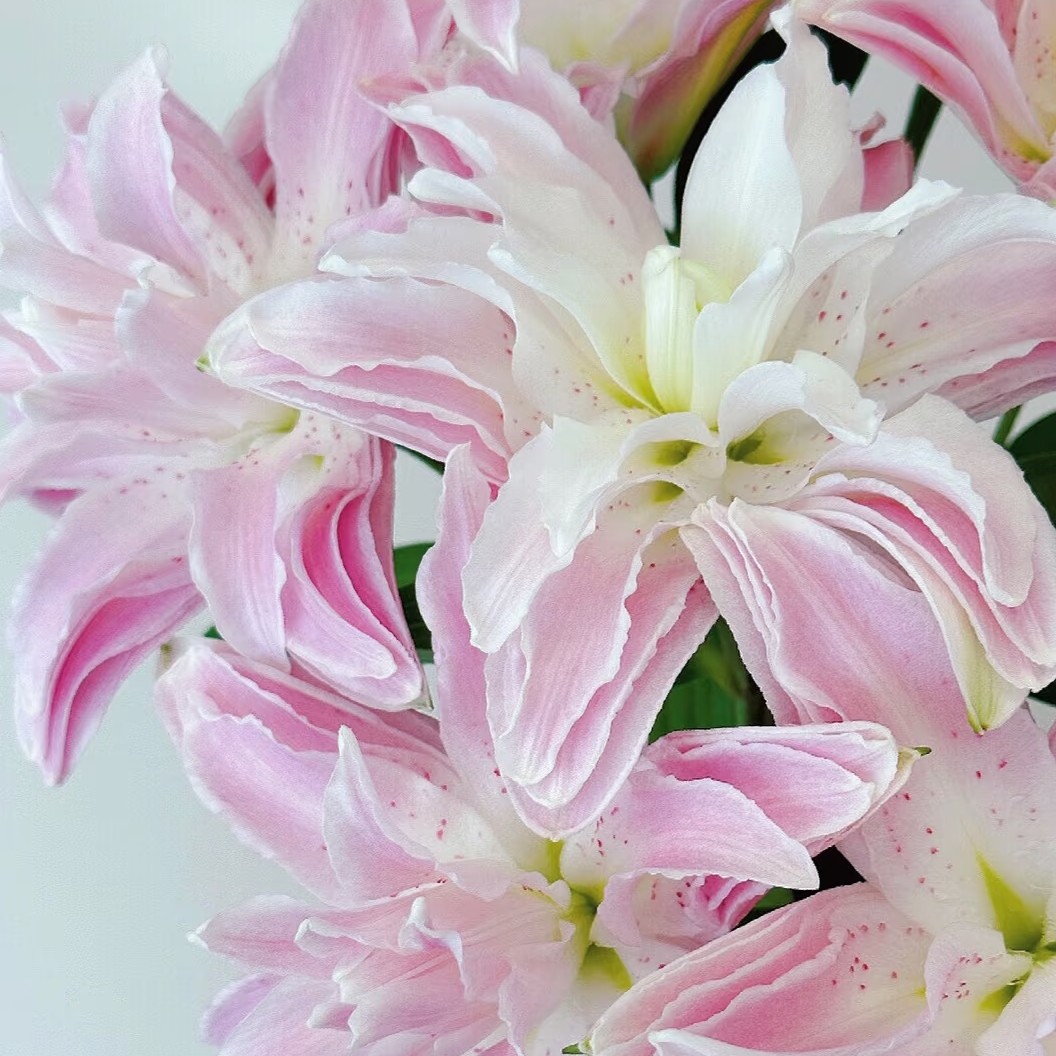 【伊莎贝拉】甜香多瓣香水百合鲜花基地直顺丰包邮