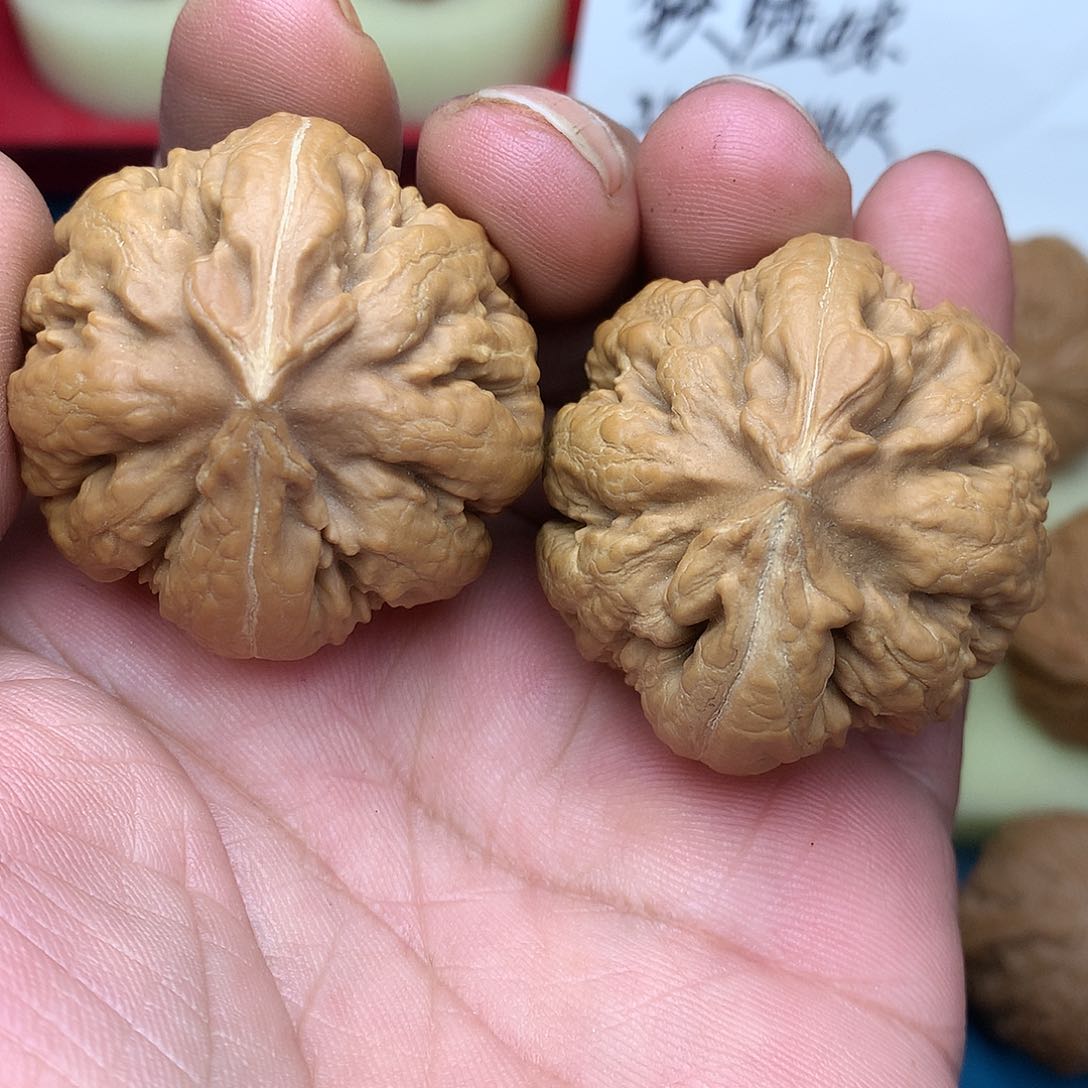 文玩核桃把件小**电41尺粗筋霸王龙