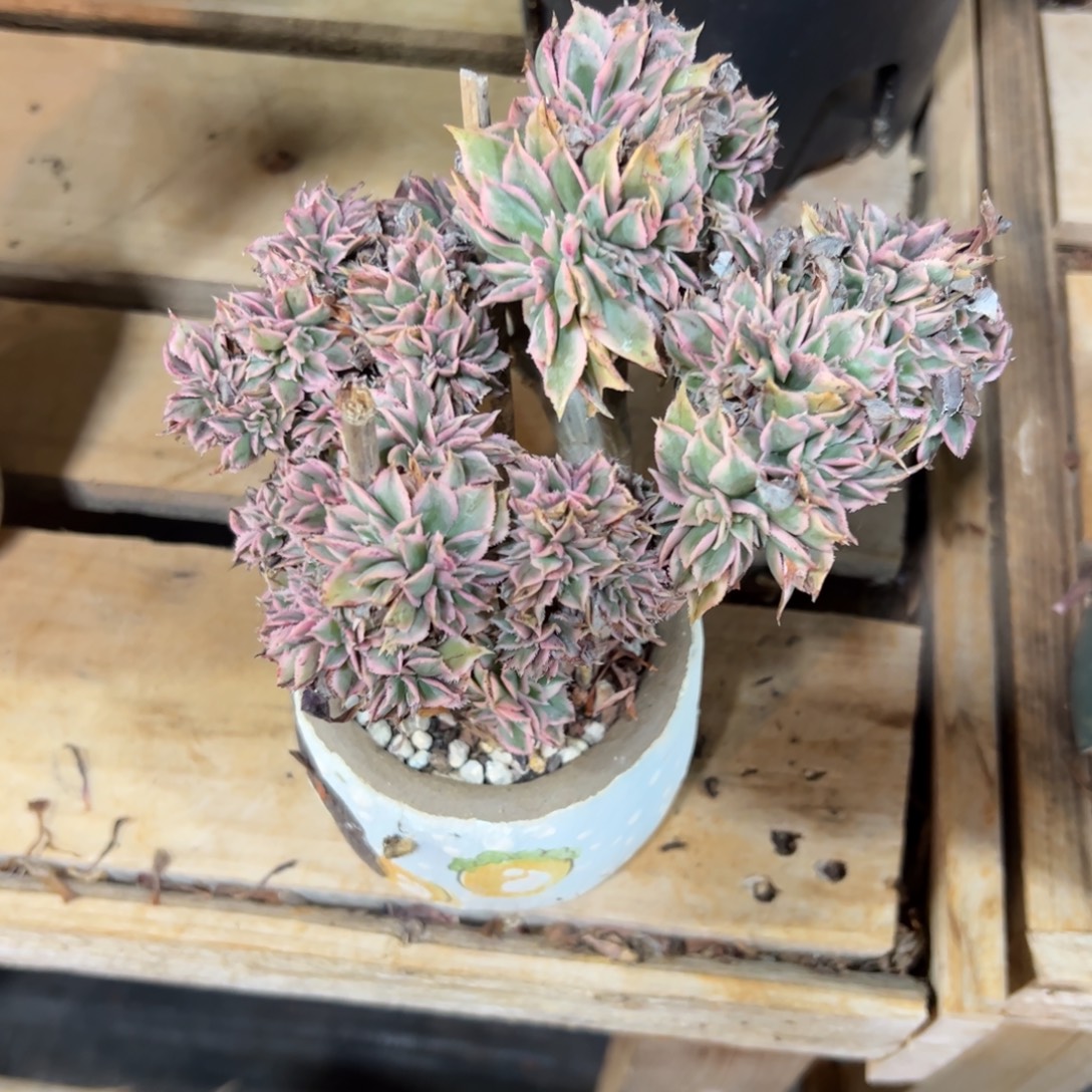 灿烂缀化老桩带盆