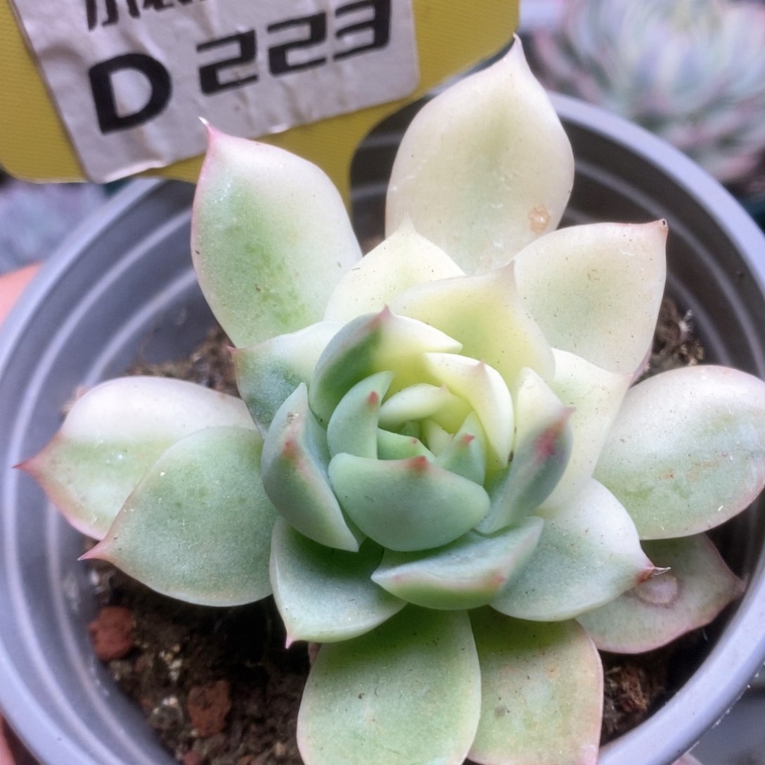 223锦锦锦锦锦锦锦