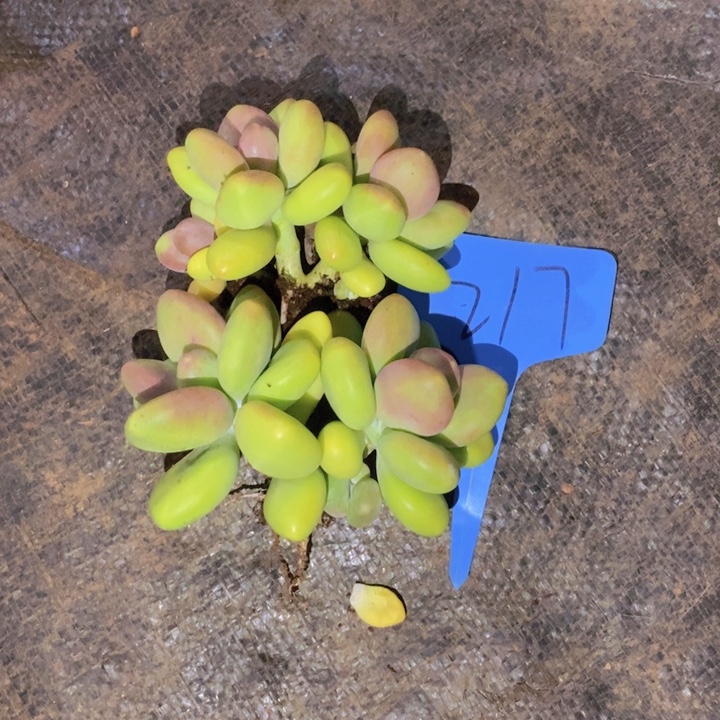 果***了在家闲不住也可以用