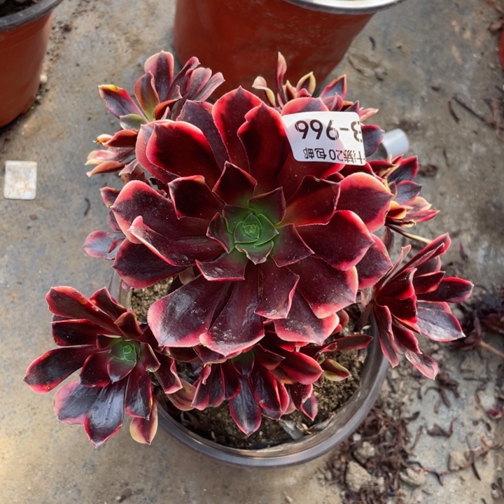 966欧嘉莉杆子有点