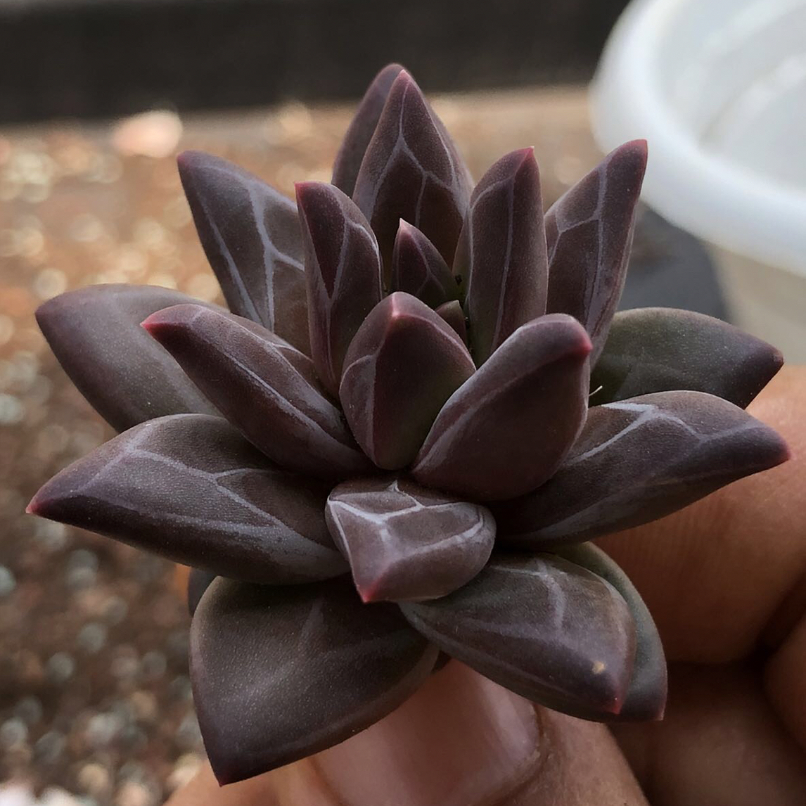 多肉新贵暗纹系，莫甘娜，暗黑女巫，暗黑系，漂亮的暗纹新品。