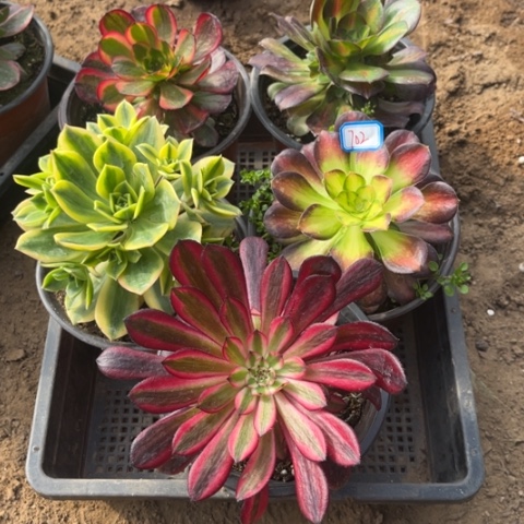 702多肉植物组合