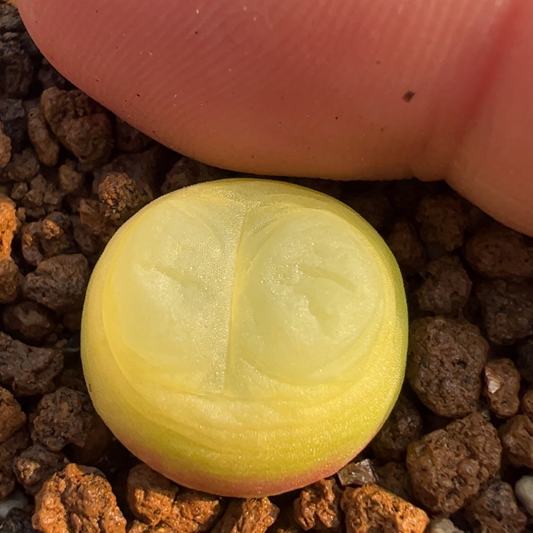 1.6厘米紫拉登母本带盆多肉