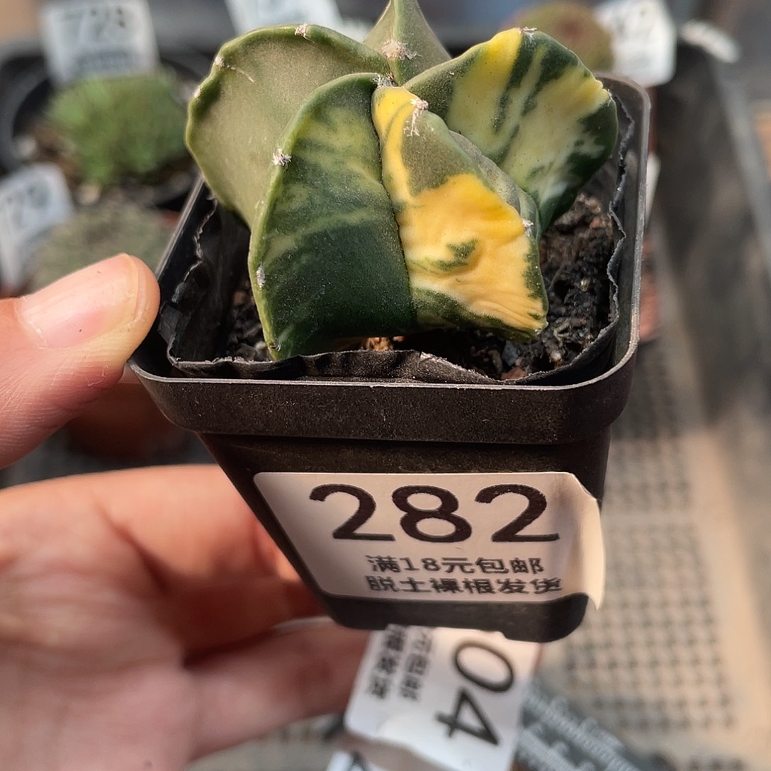 282鸾凤玉锦仙人球植物