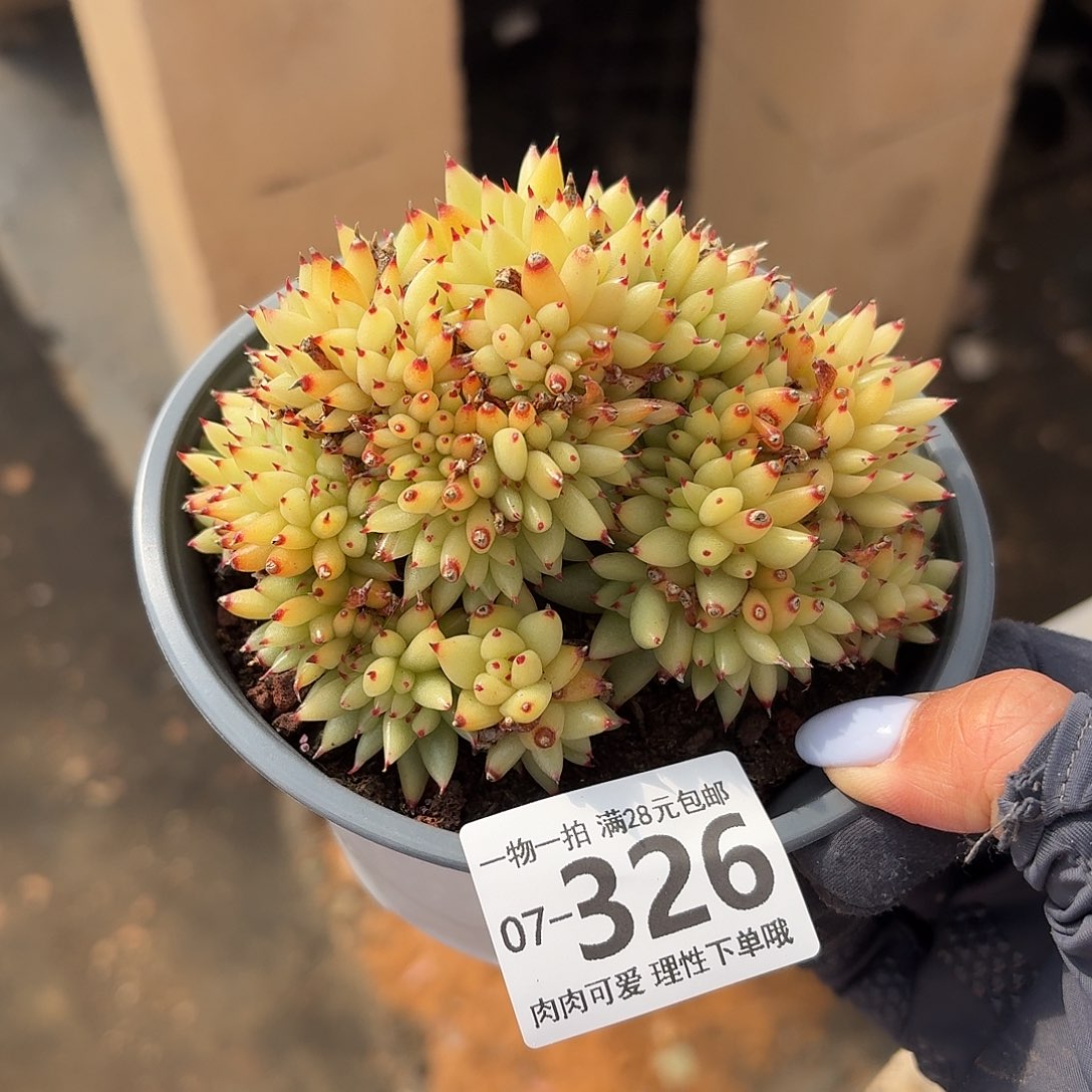 虎鲸缀无盆土发货无