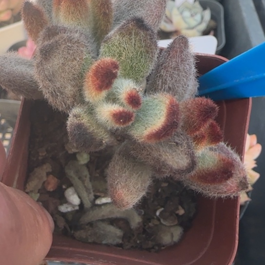 801 一物一拍多肉