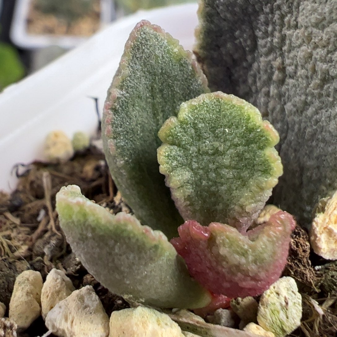 皱边实生叶插苗多肉植物水泡