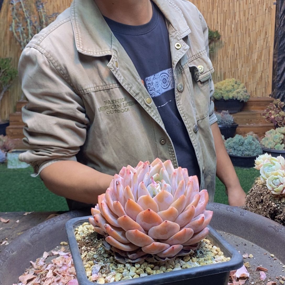 桃**爱139 号橙梦露多肉