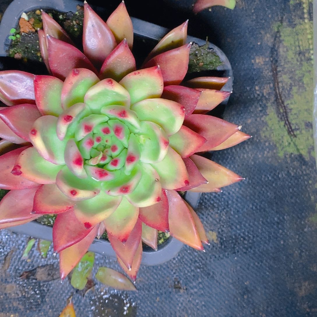 多肉植物超级弗兰克单头