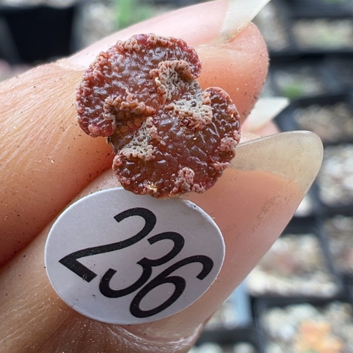 236号1111点前1111111