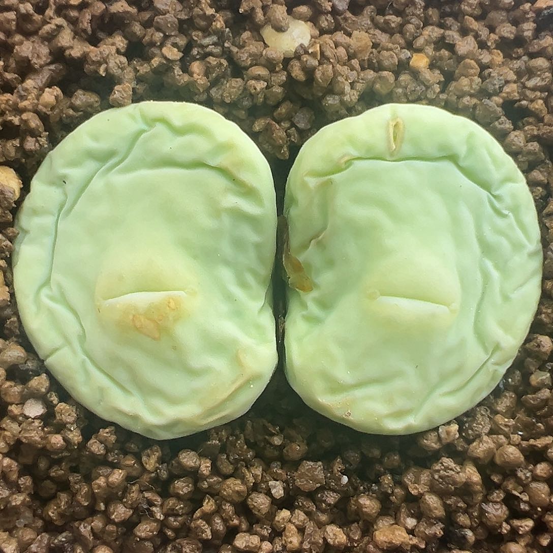 226号大型嘟嘟嘴。