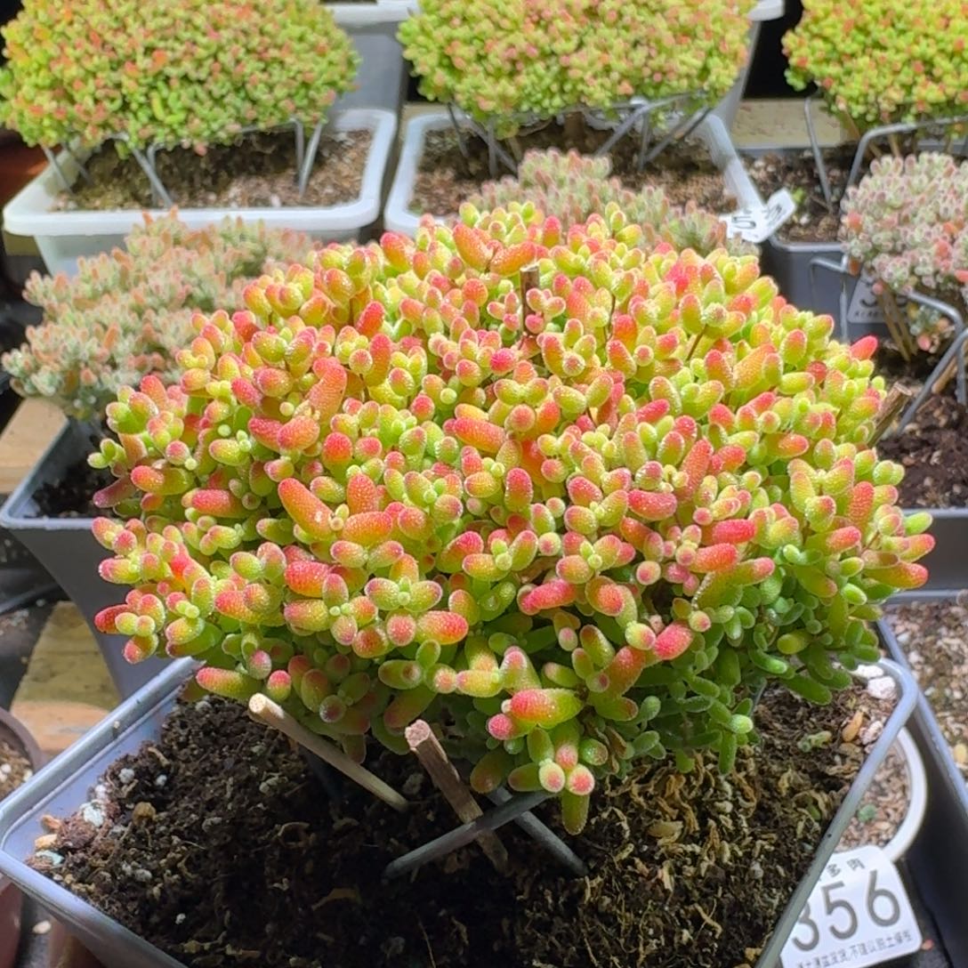 枝干番杏蜜橘糖球401