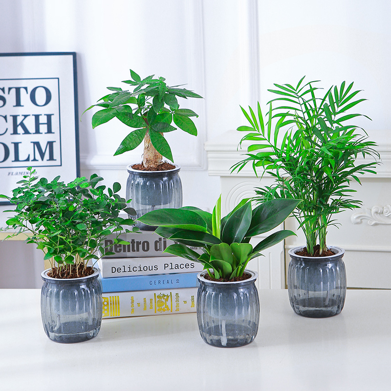 【椰子四件套】发财树九里香金钻富贵椰子水培植物盆栽【灰色南瓜盆】