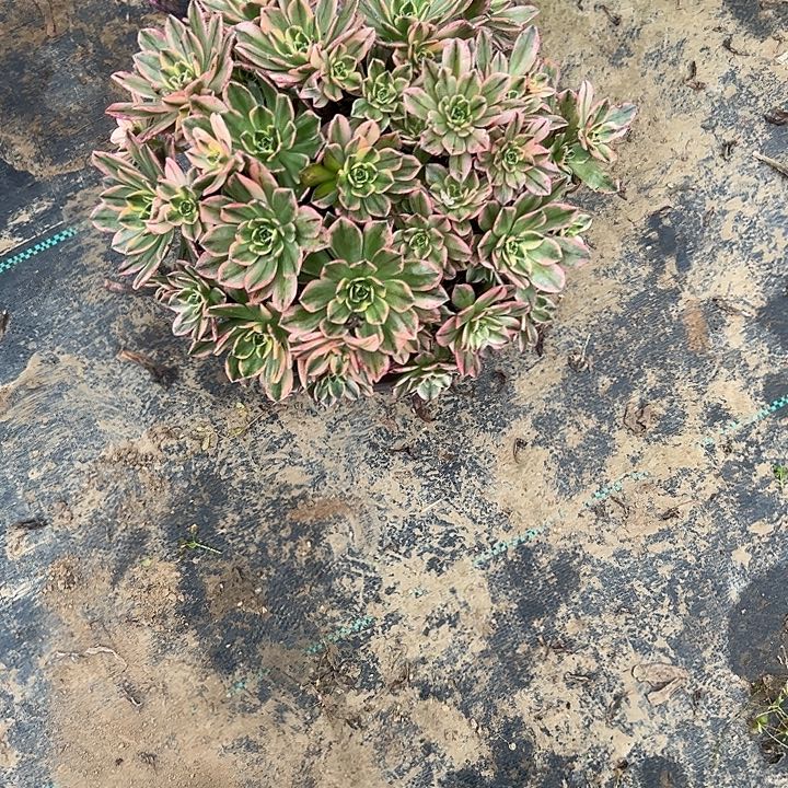 多肉法师植物链接75