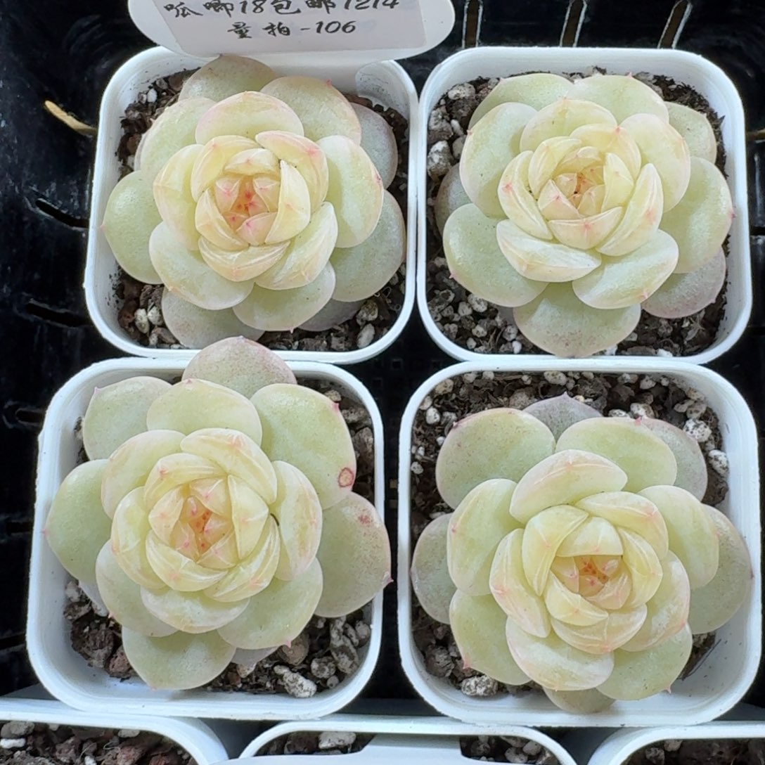 1214-106-芳草19量拍