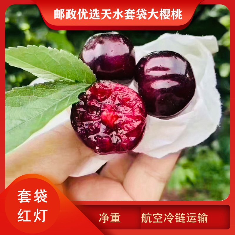 【套袋红灯】套袋天水大樱桃车厘子现摘现发航空冷链包赔包售后