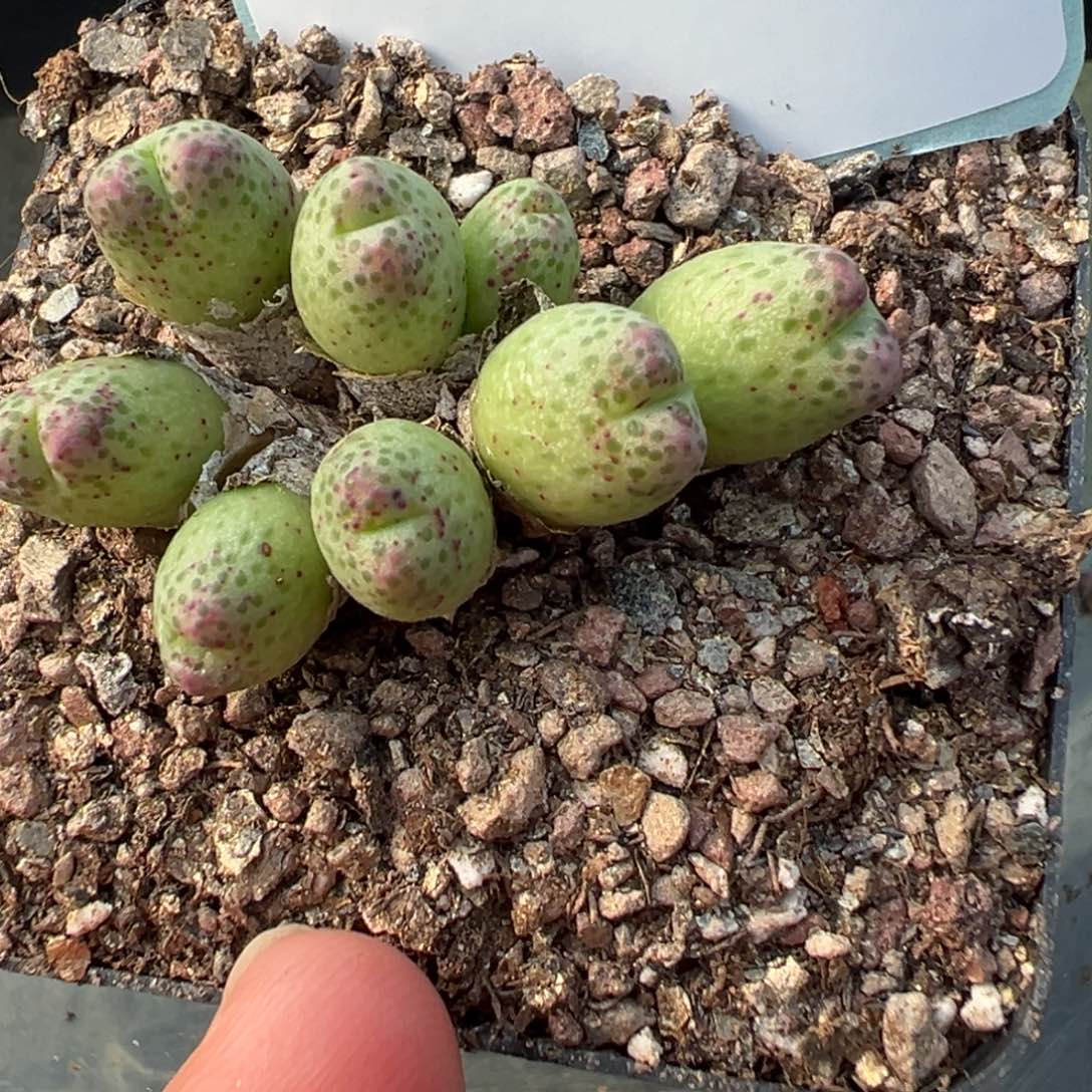 4-37肉锥多肉植物