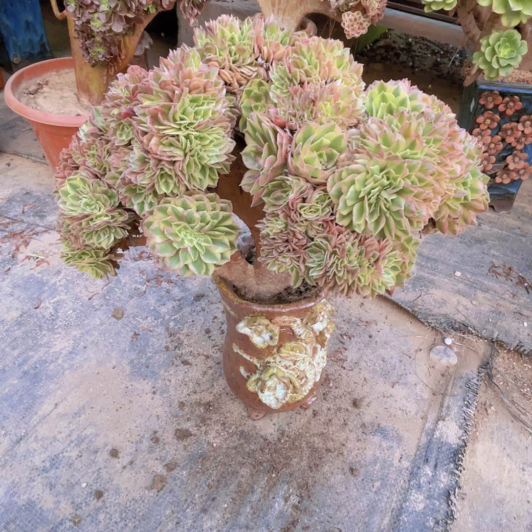 【闪购商品】无花朵禹*万白
