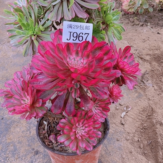 967红铜白多肉植物