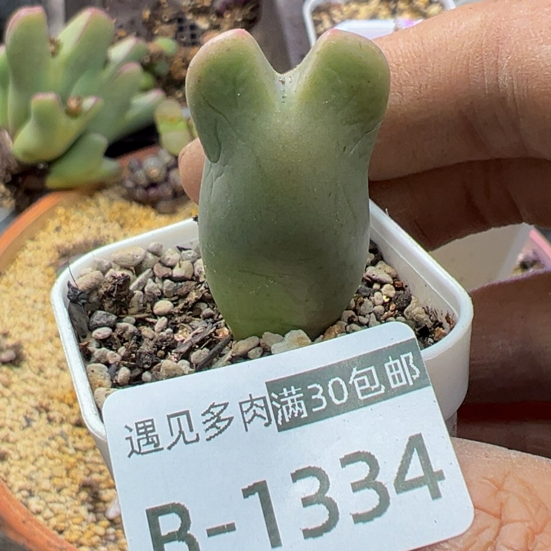 多肉植物1111111111111