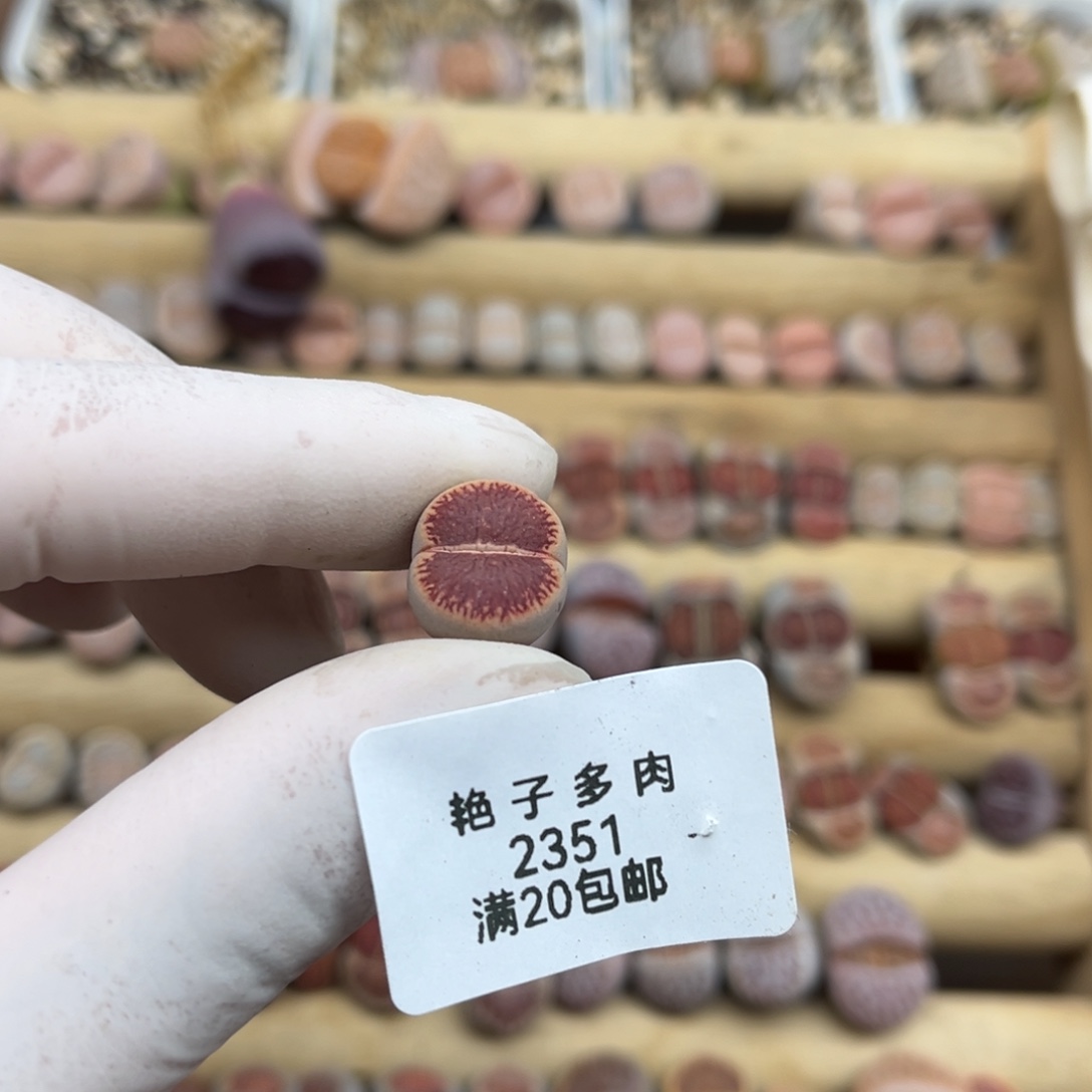****路2351号一棵红窗菊
