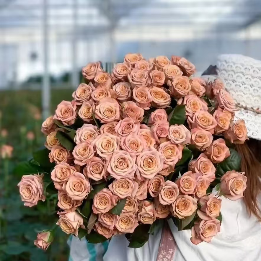 10枝卡布奇诺多头玫瑰【两单顺丰冷链或京东快递】云南鲜花直发