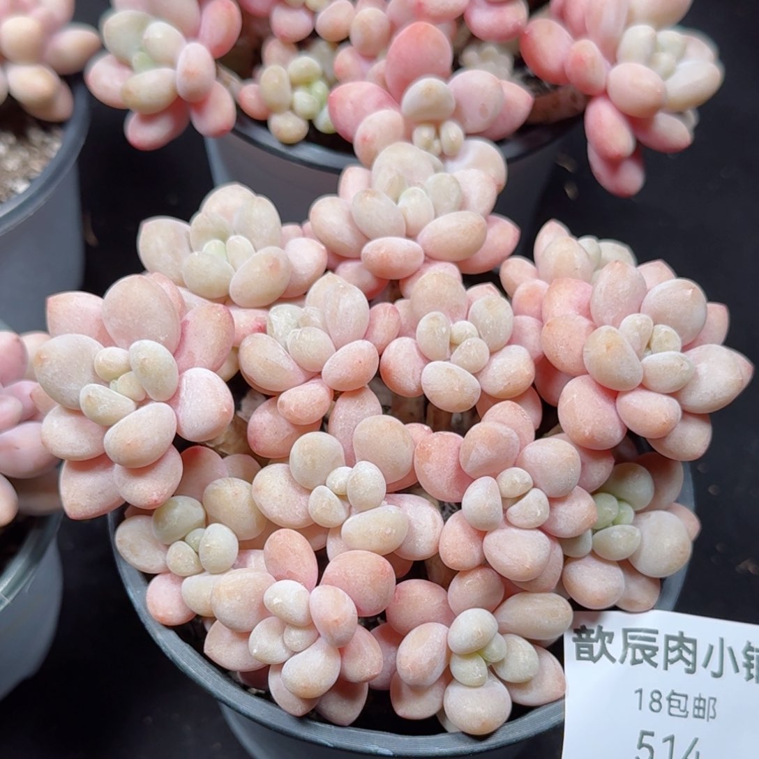 多肉植物  514  鱼子酱