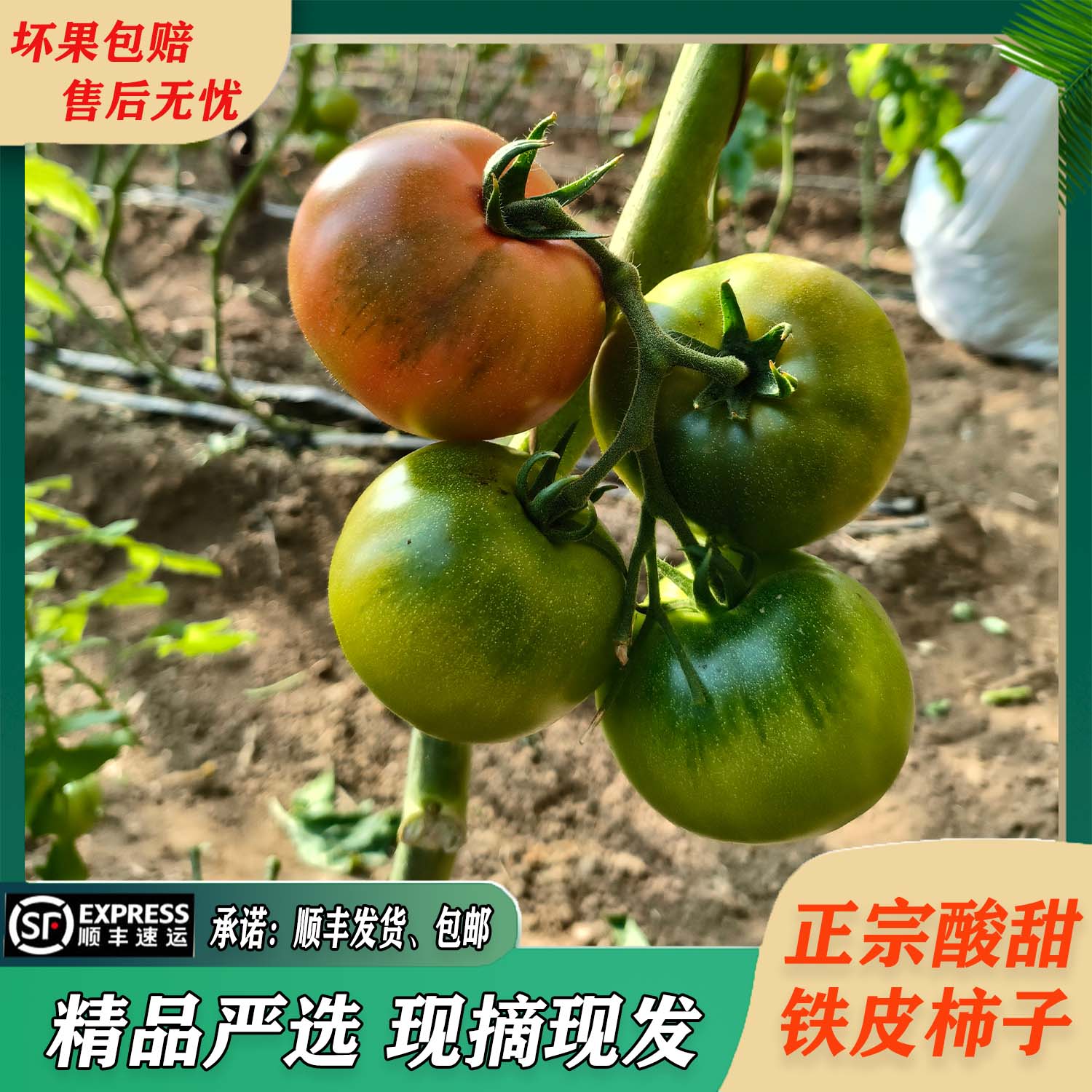 铁皮柿子【4斤装】热销【精选中果（鸡蛋大小）】顺丰包邮 现摘番茄