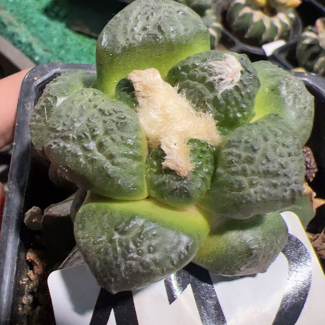 连山牡丹仙人球412