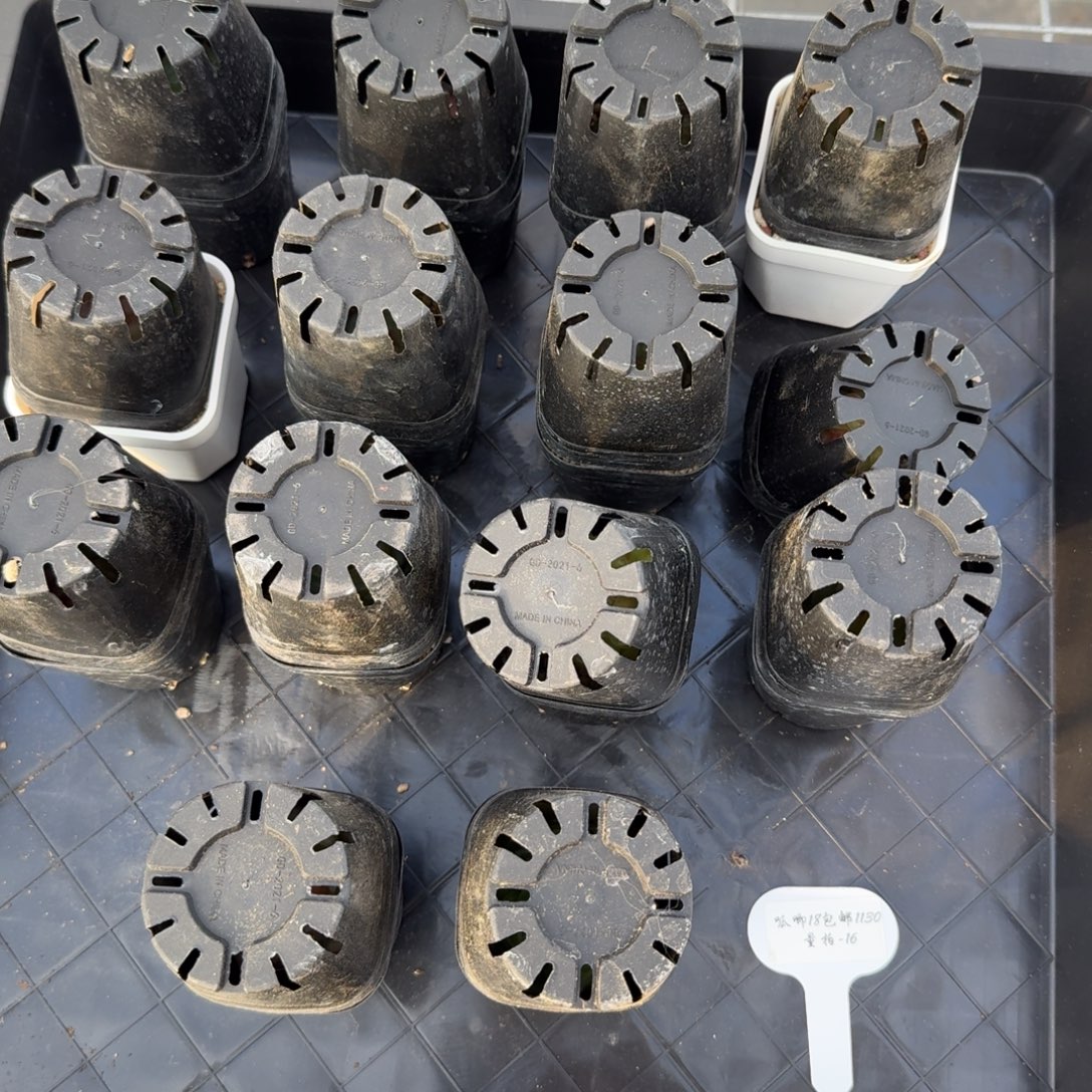 1130-016-开心一刻一颗量拍先拍先得