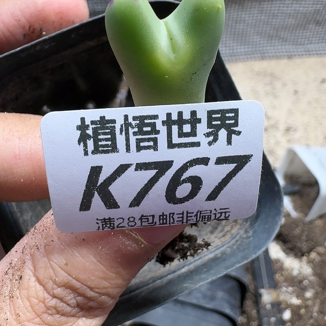多肉植物的人生fgbb
