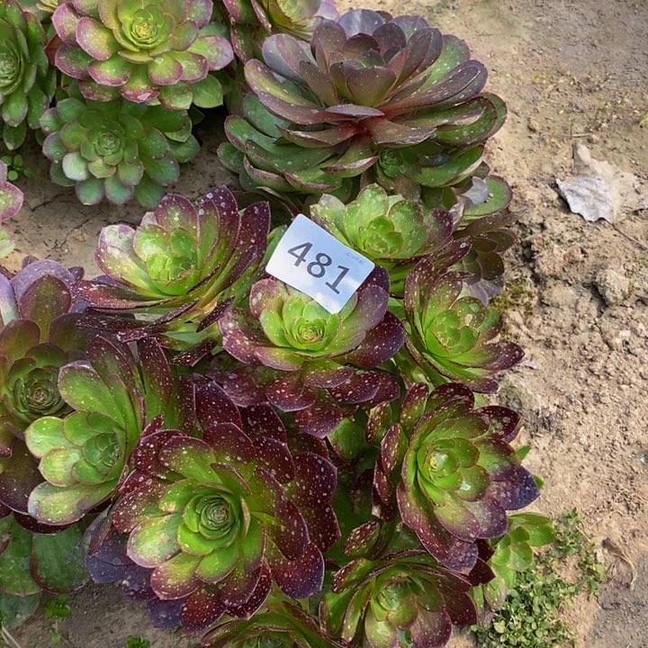 481赤炎链绣球新东