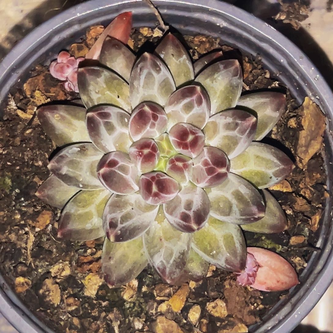 桔云多肉美人精品系列