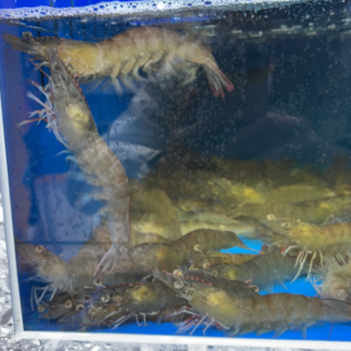 北海直达基围虾20头65一斤